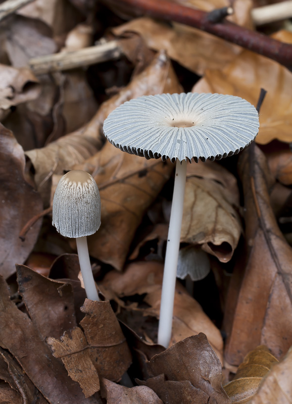 Parasola plicatilis